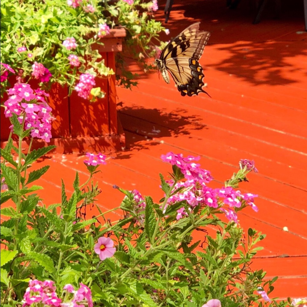 Meet your Posher, Caryn